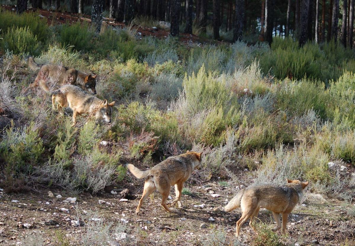 Varios ejemplares en cautividad conviven en el Centro del Lobo Ibérico de Robledo. | A. SAAVEDRA