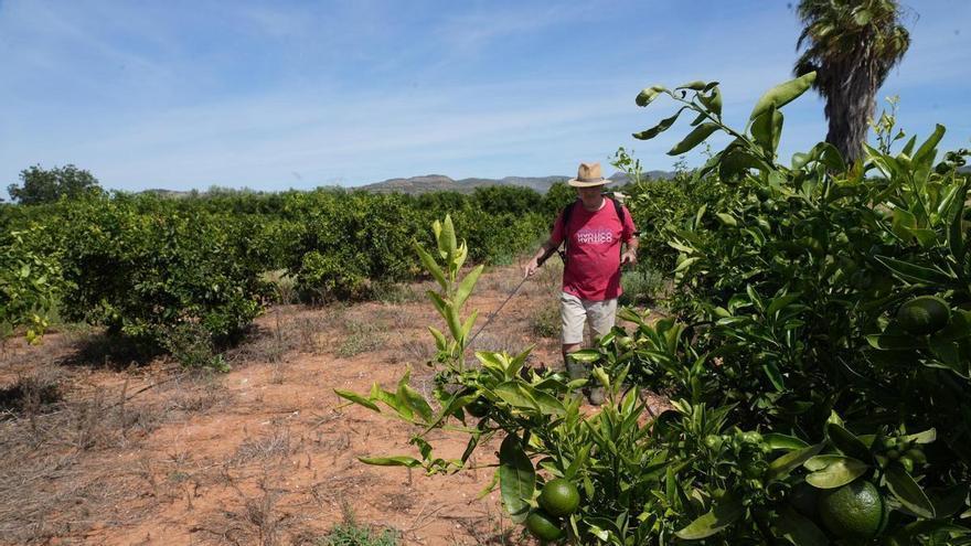 La naranja se queda en pausa: sin compras en Castellón pese a la baja cosecha