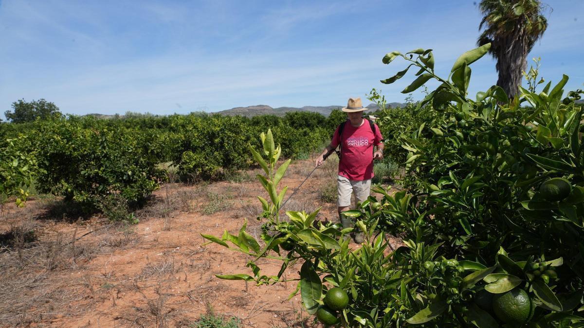 Un agricultor pulveriza una finca citrícola en Castelló. La recolección comenzará en algo más de un mes.