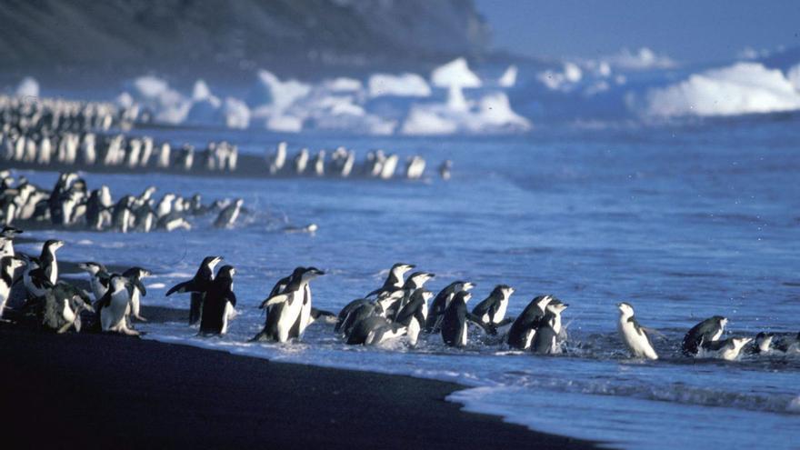 Pingüinos en la Isla Decepción, en la Antártida, en una imagen de archivo.