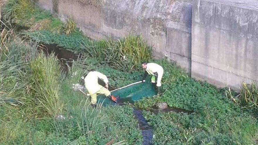 La brigada retira la &quot;Ludwigia grandiflora&quot; del cauce fluvial.