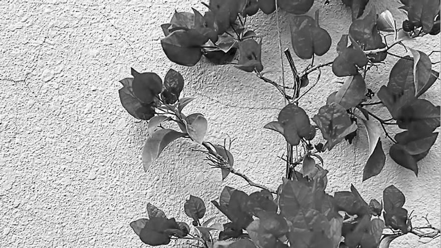 Hambre de sol