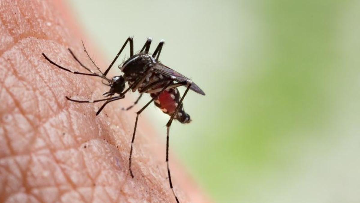 Eine Mücke (un mosquito) bei ihrer Lieblingsbeschäftigung.