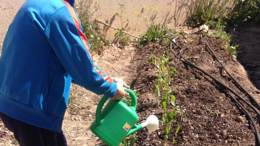 Medio Ambiente pone en marcha la red de  huertos ecológicos escolares en ocho colegios de San Vicente