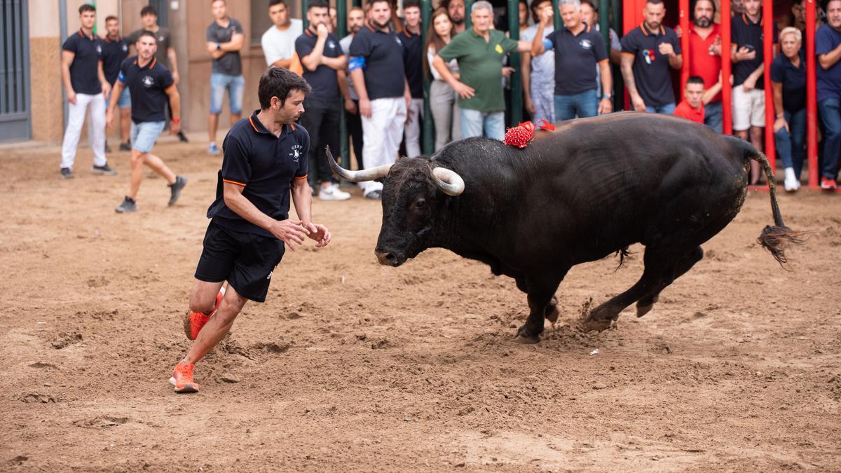 Torrehandilla ya formó parte del cartel de la feria en las últimas fiestas del Roser en Almassora con el toro de la imagen.