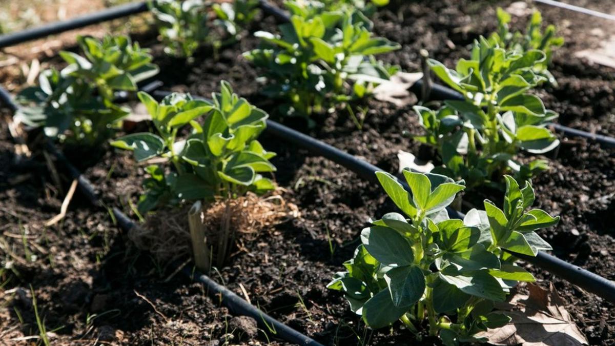 rubí curso plantas