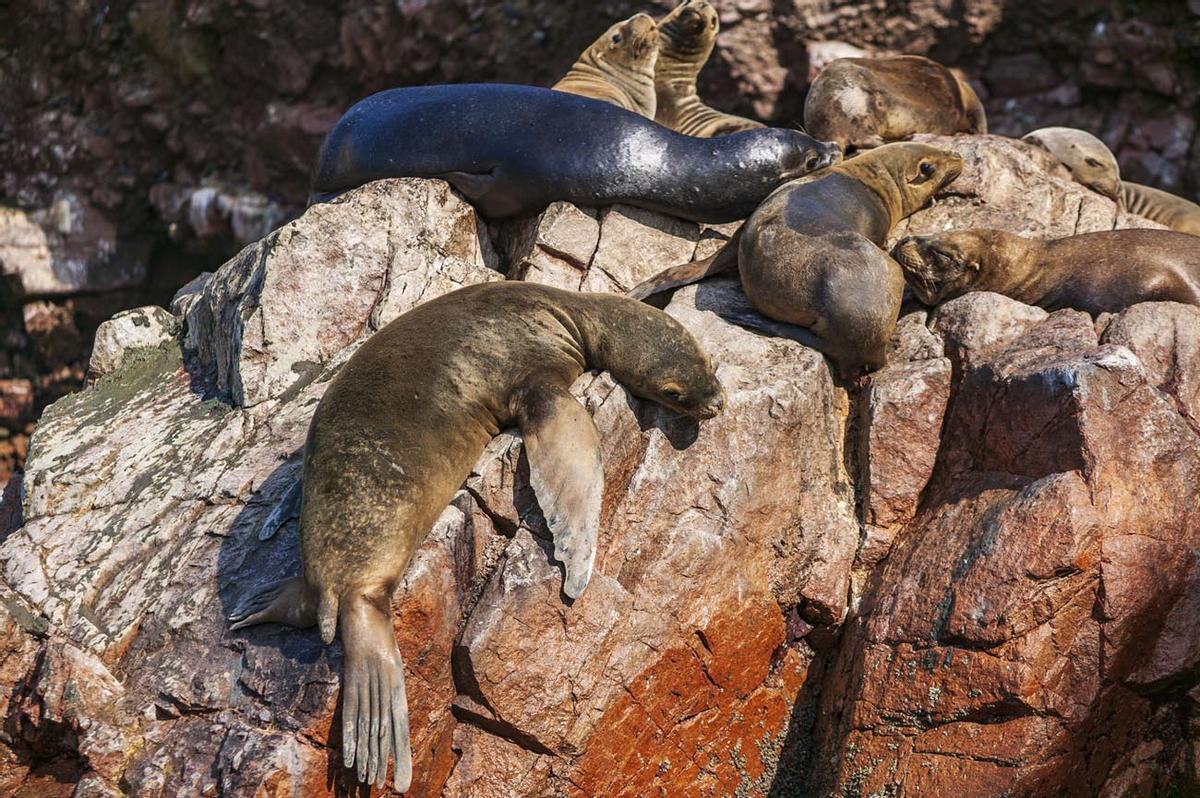 Las Islas Balletas son un santuario para gran número de especies, entre ellas, los leones marinos.