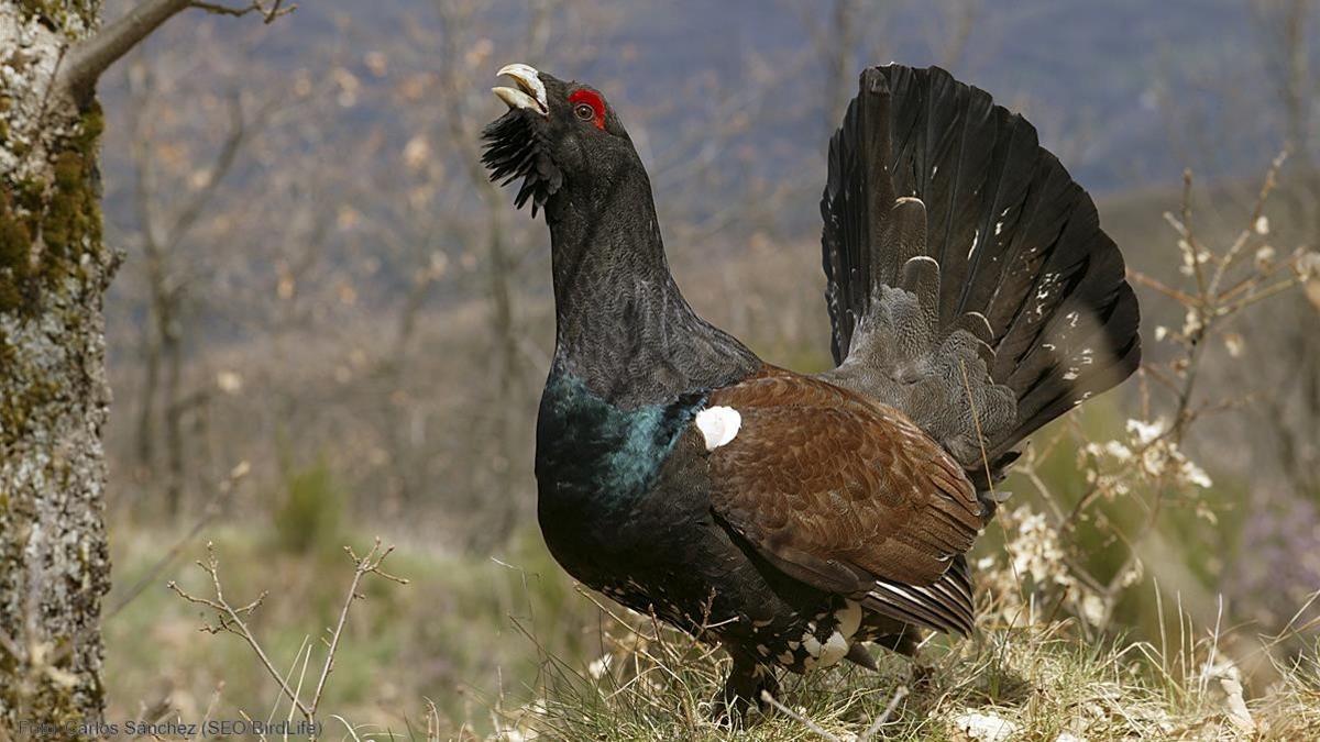 Urogallo canábrito en El Bierzo