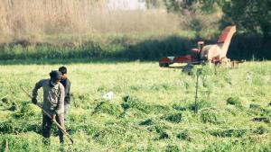 Agricultores trabajando en el campo.