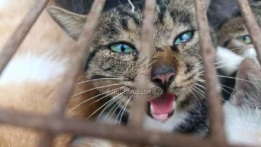 Rescatan a 150 gatos atrapados para consumo humano