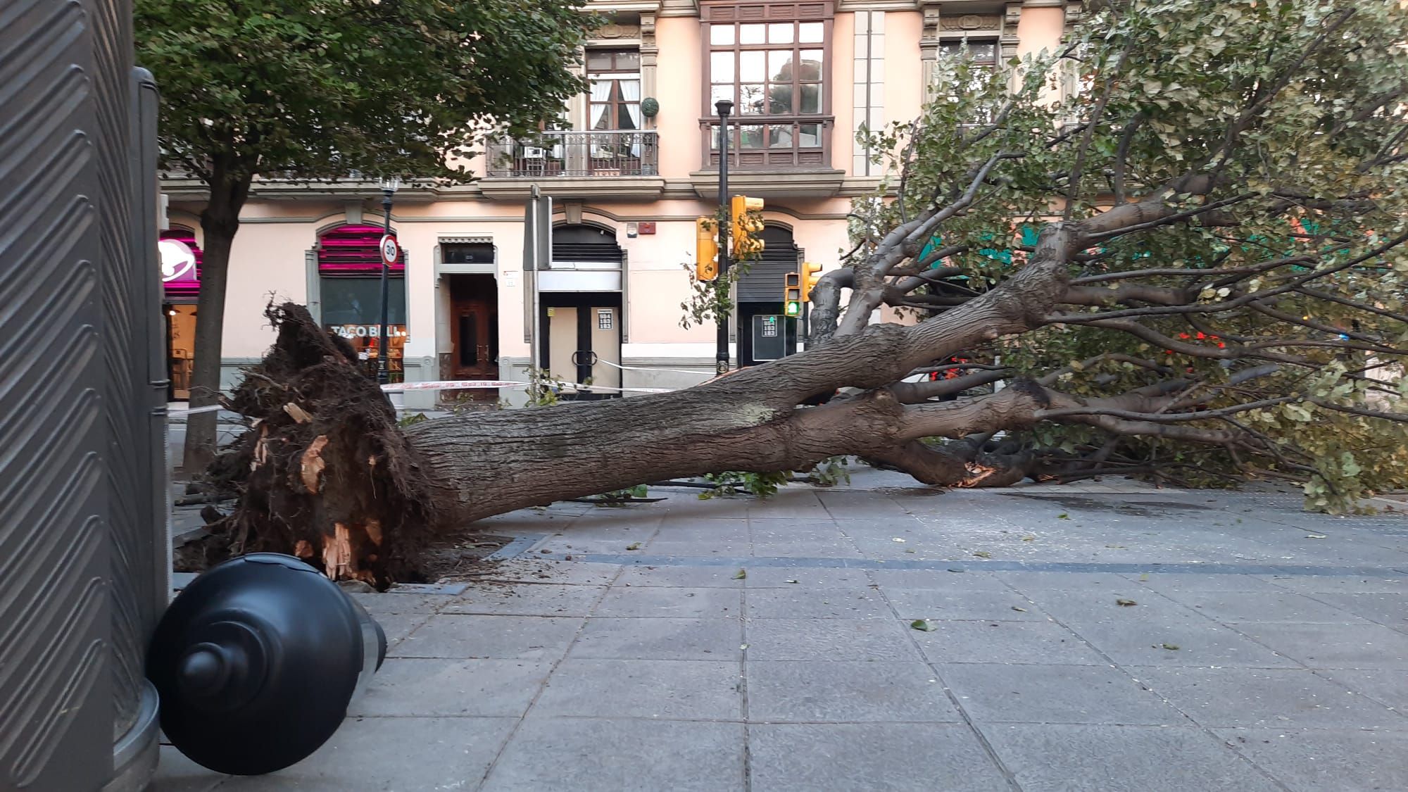 Un gran árbol cae sobre un paso de peatones en San Bernardo (Gijón)