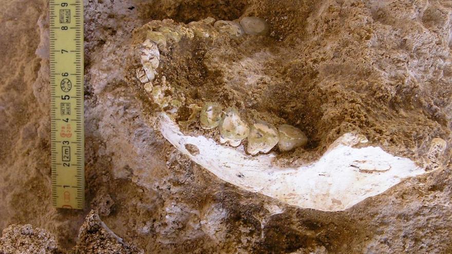 La mandíbula amb diverses dents localitzada en un jaciment a prop de la ciutat marroquina de Casablanca. | NATURE