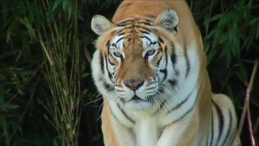 Fallece una cuidadora de Terra Natura tras ser atacada por un tigre