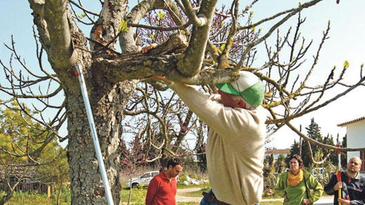 Un agricultor podando una higuera.