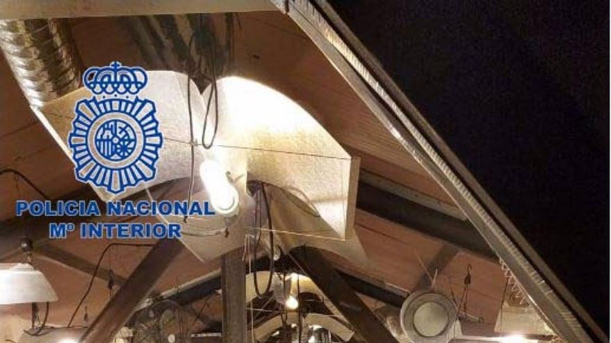 Desmantelan una plantación de marihuana con cerca de 400 plantas