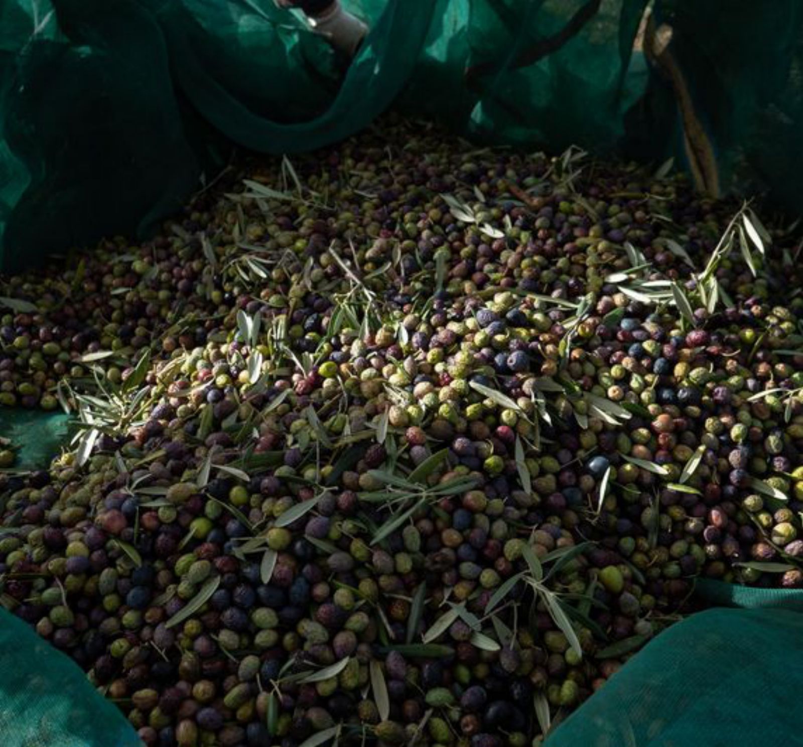 La aceituna despierta el campo fermosellano