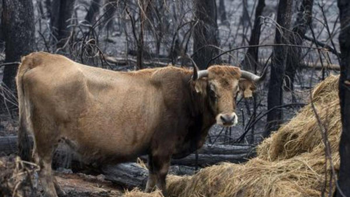 Una vaca, tras el paso de las llamas en Ourense.