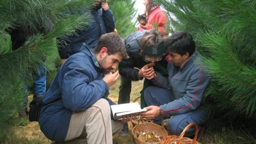 Un grupo de recolectores cataloga las setas.