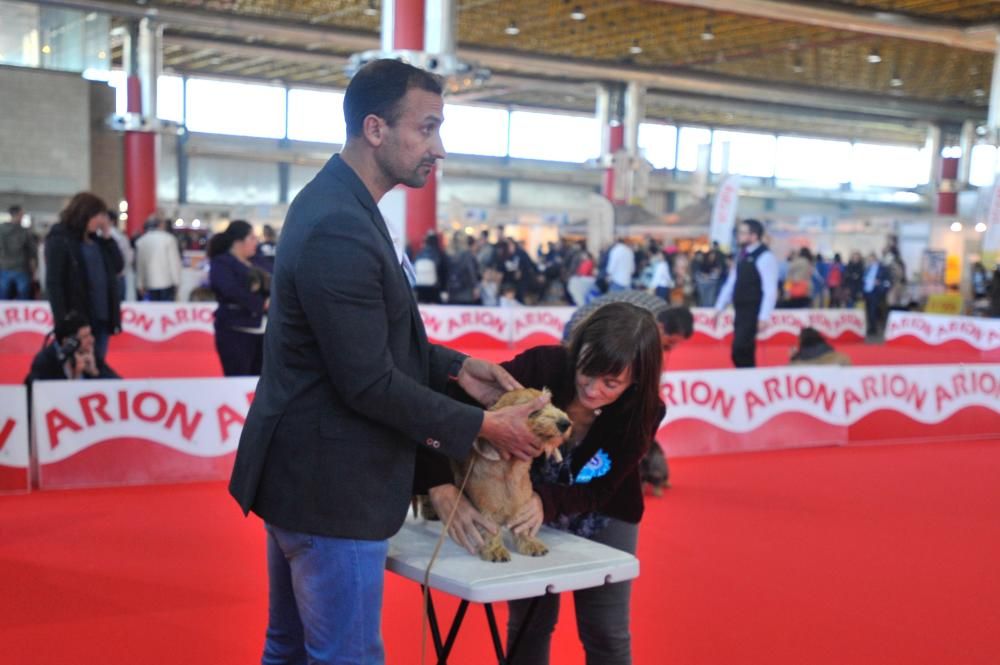 Las mejores imágenes de Expocachorro 2018 en IFA