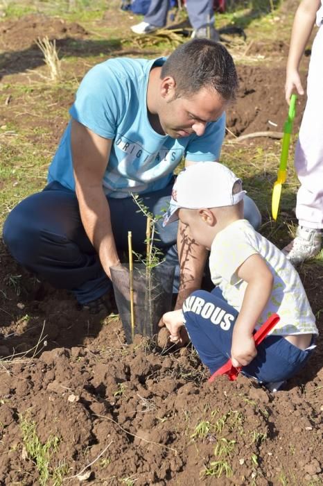 Celebración insular del día del árbol, en la ...