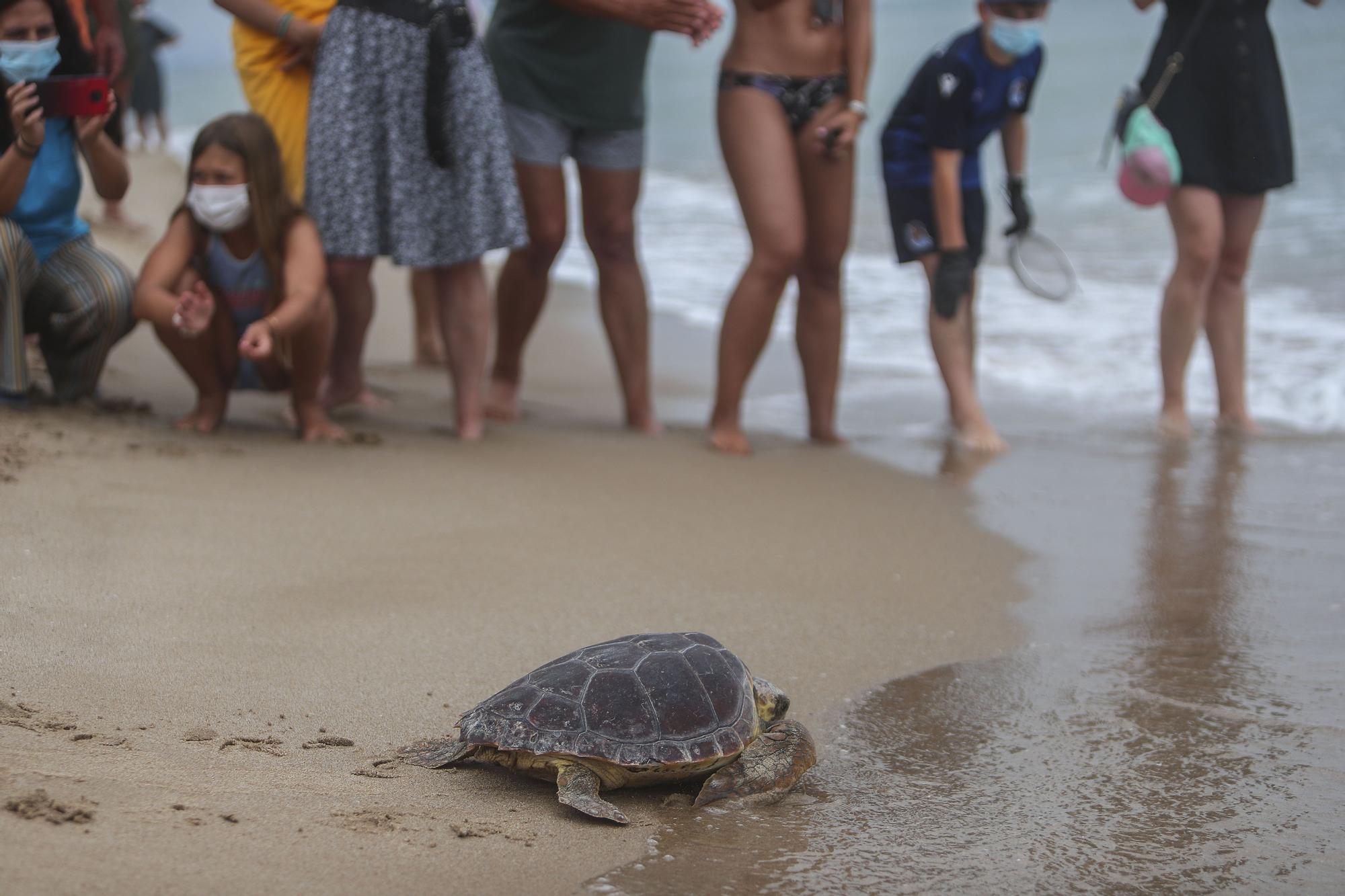 Liberación de tortugas marinas en el Parador de El Saler