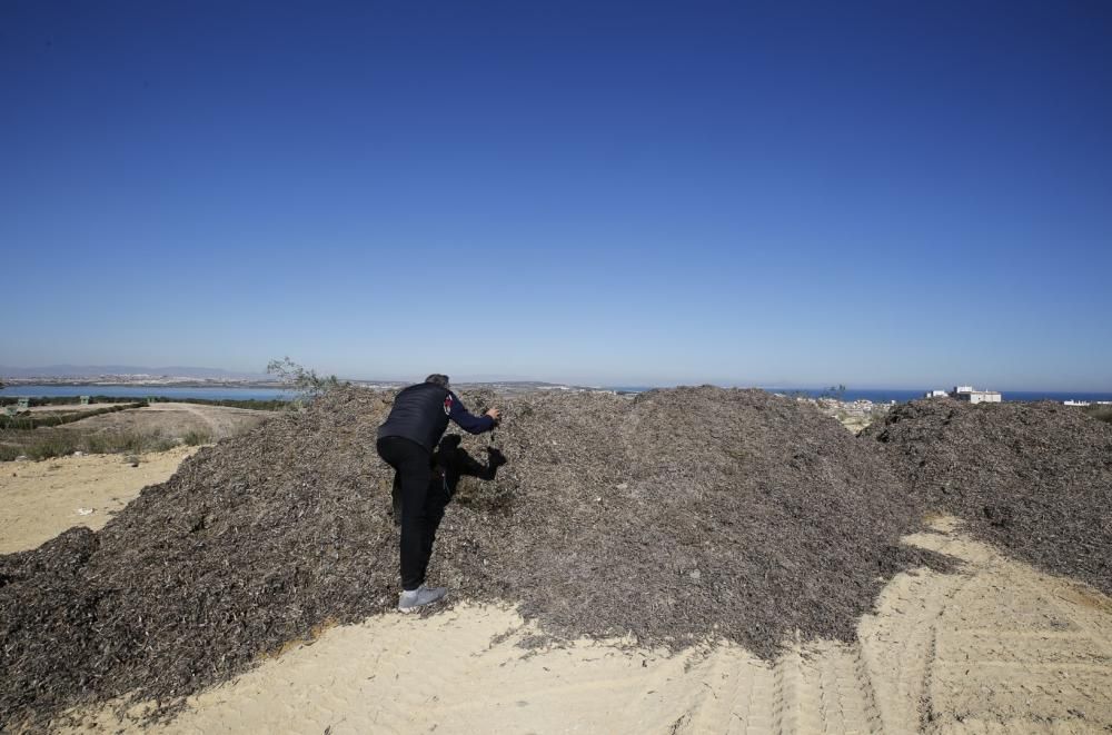 La explanada del parque del Mirador de la Casilla se ha convertido en un secadero de algas de la playa. La acumulación se realiza para facilitar el transporte posterior y rebajar el peso