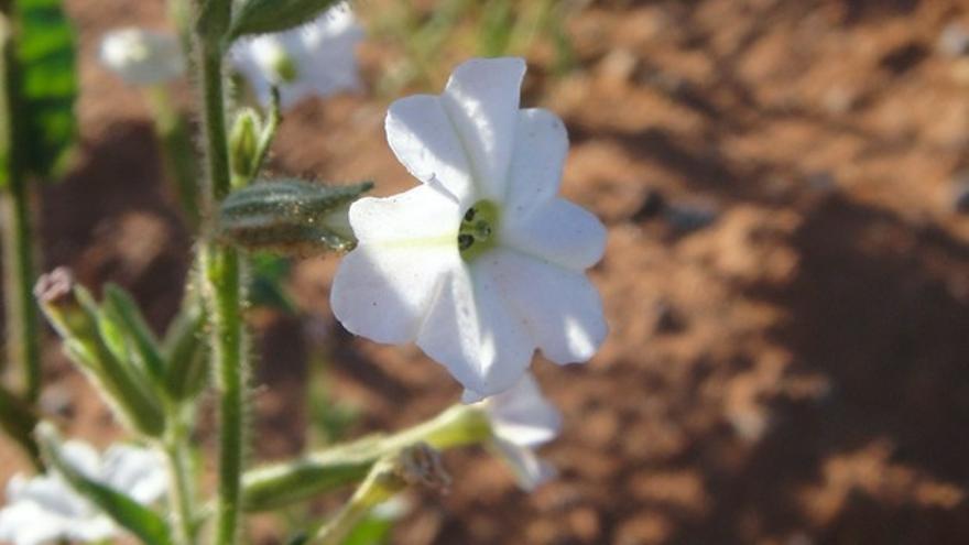 Nicotiana insecticida