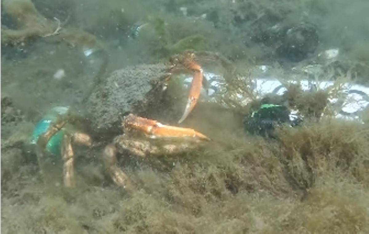 Una centolla en los fondos de la dársena de Cangas junto a la matrícula de un coche.