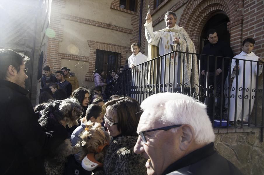 San Antón bendice a los animales en Benavente.