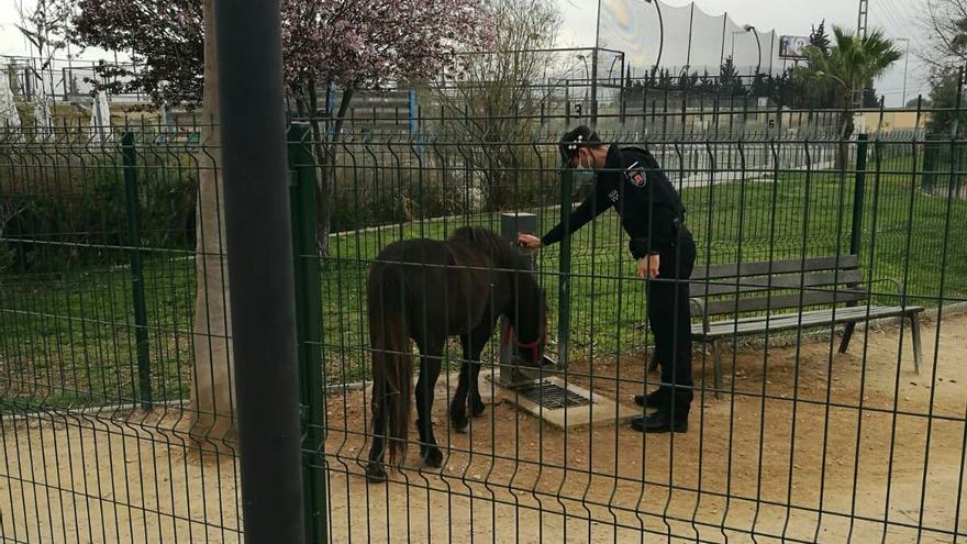 Hallan a un poni suelto por las calles de Joven Futura