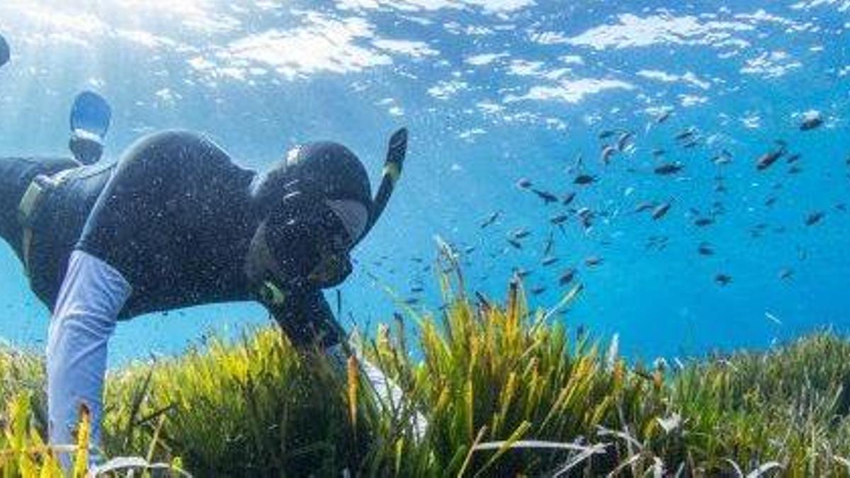 A person snorkels in a Posidonia seagrass meadow.
