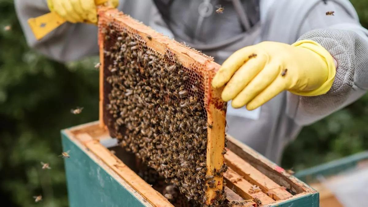 La venta de miel en la Región se desploma por la presión de las importaciones a mejor precio.