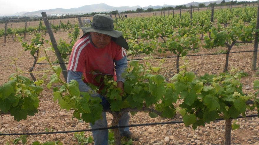 Los viticultores ponen ´a punto´ las vides jumillanas con la escarda