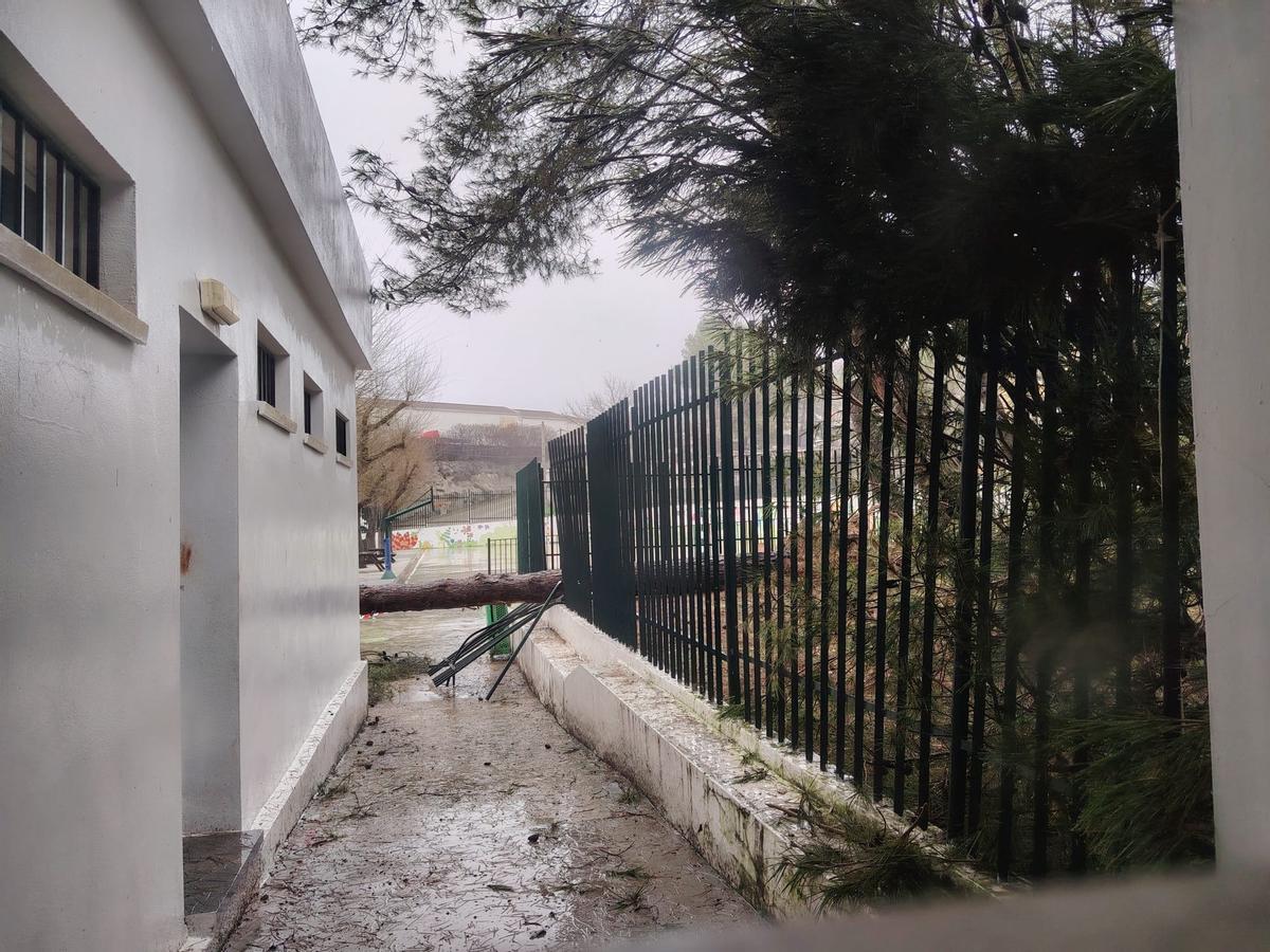 Tronco de árbol, atravesado en el patio del colegio Ángel Carrillo de Priego de Córdoba, la semana pasada.