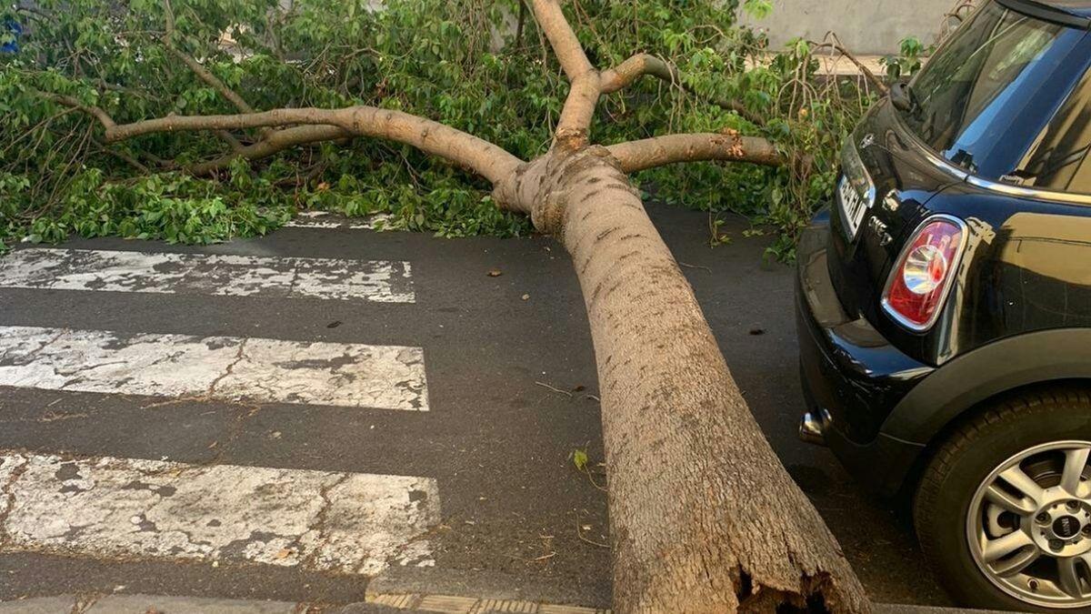 Caída de un árbol en la calle Benahoare.