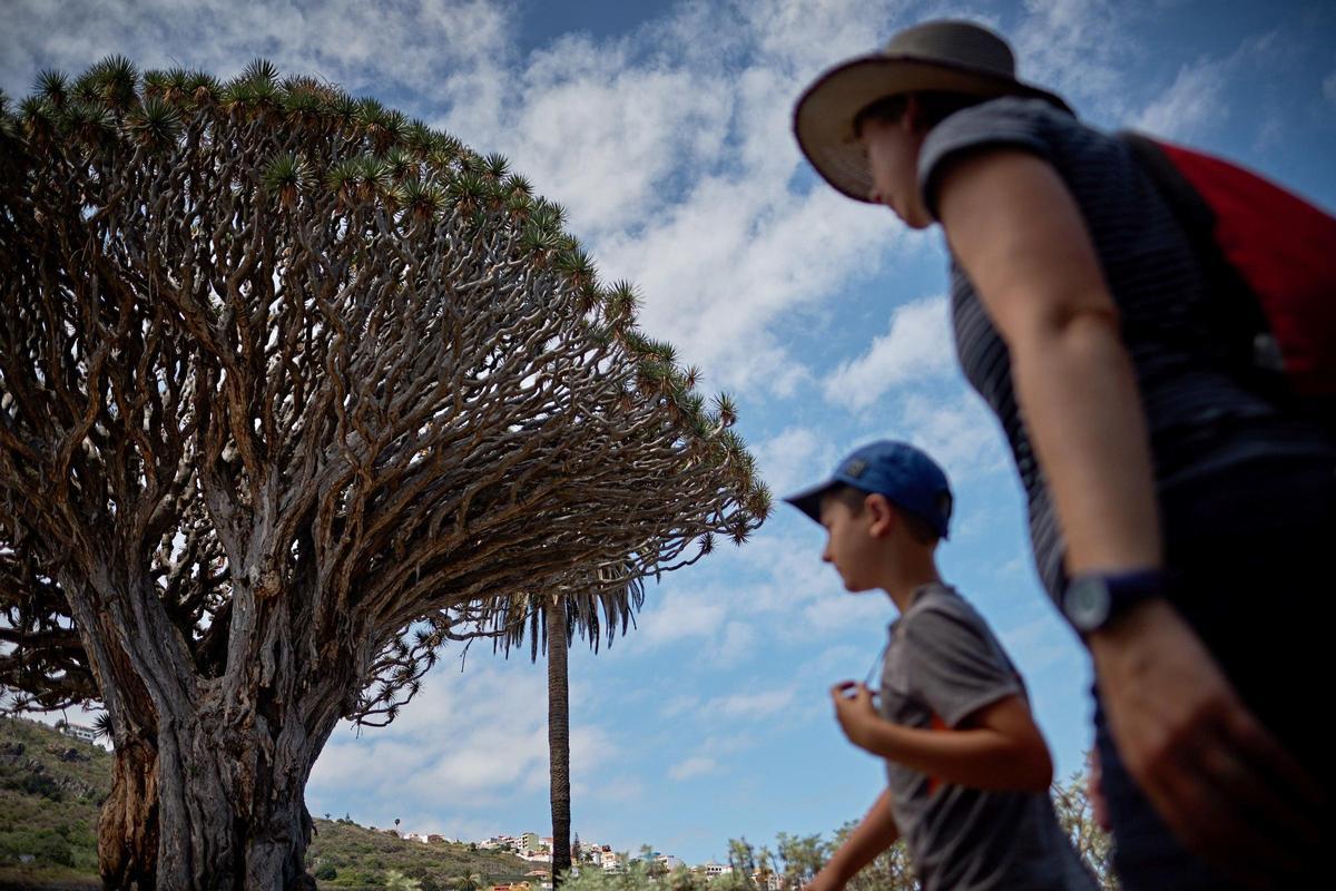 El Drago Milenario, el ejemplar más longevo de Canarias, situado en el municipio de Icod de los Vinos.