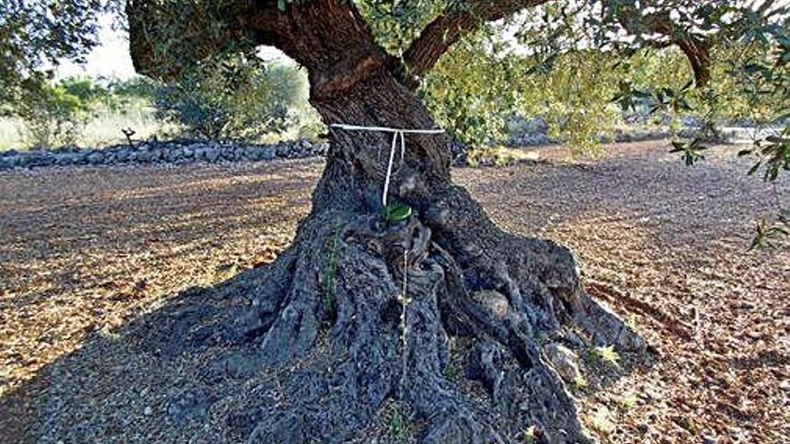 Una de les oliveres monumentals que volen que es protegeixin.