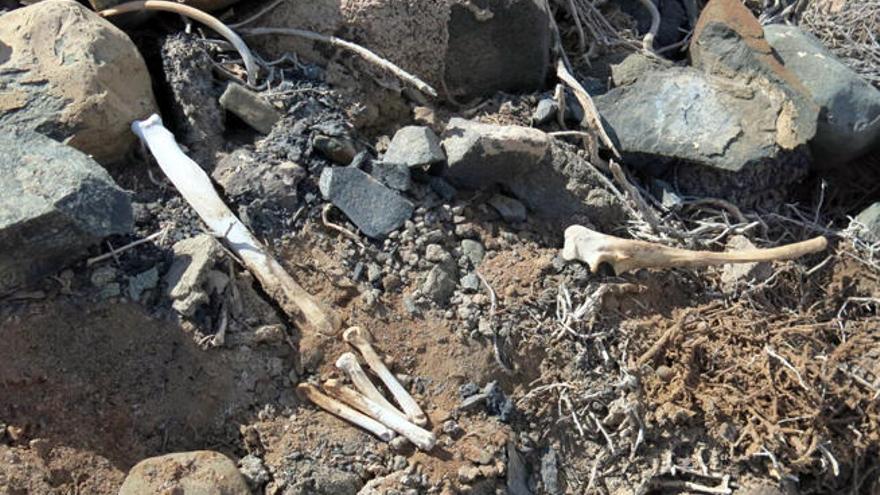 La Policía investiga el hallazgo de unos huesos en Pozo Izquierdo