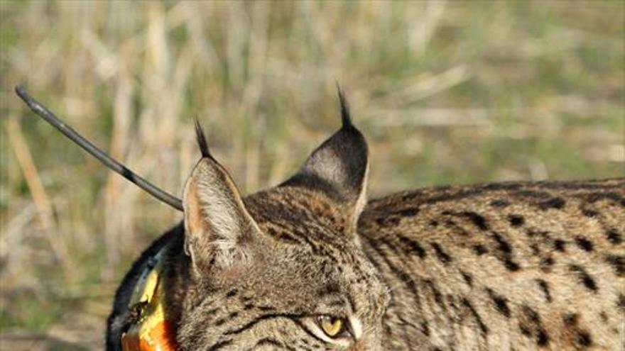 La UE aprueba el plan para unir las colonias del lince