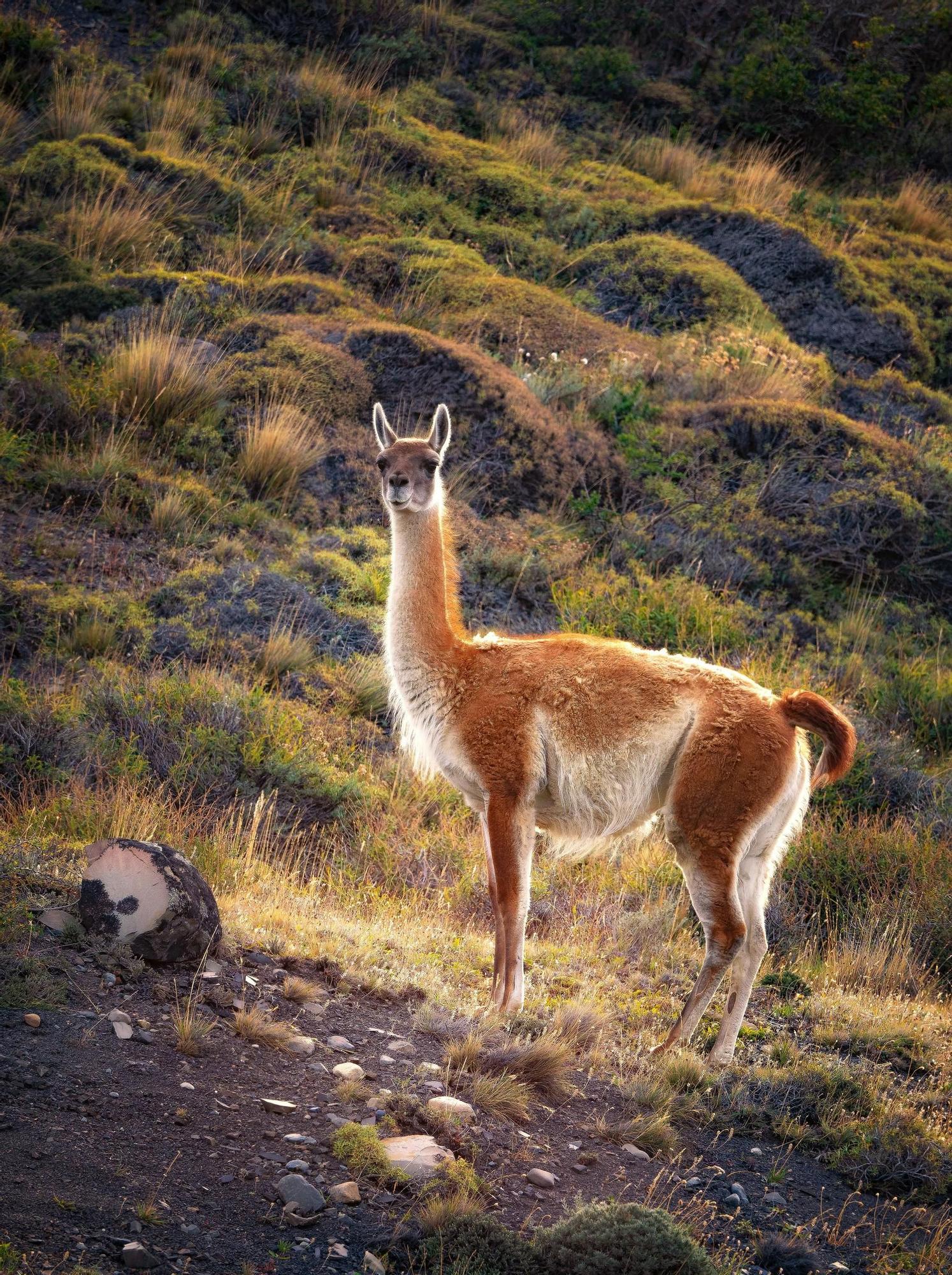El guanaco es una de las especies más conocidas de la Patagonia Argentina.