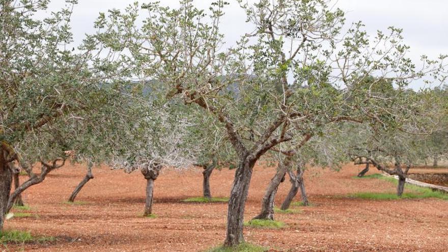 Los algarrobos son ahora una fuente de riqueza. | J.A.RIERA