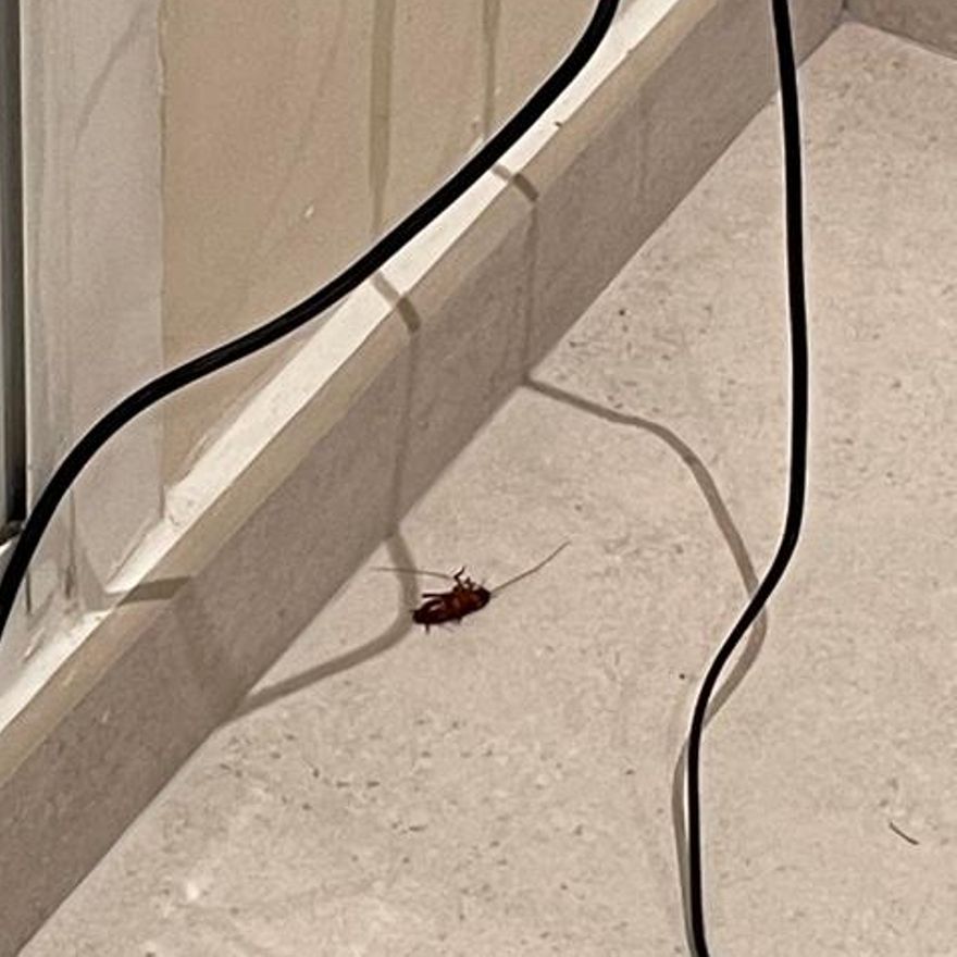 Cucaracha en el interior de una vivienda en Rocafort