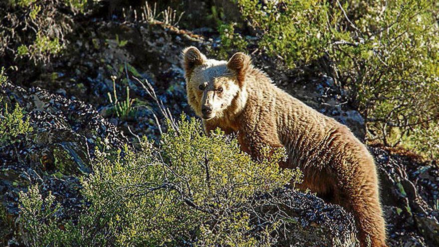 Los dominios del oso pardo