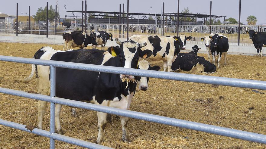 Los ganaderos de Gran Canaria reciben una ayuda de dos millones ante la carestía del alimento animal