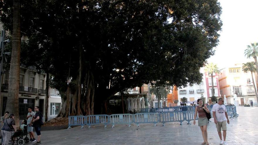 El Ayuntamiento ha acordonado el ficus de la plaza San Francisco.