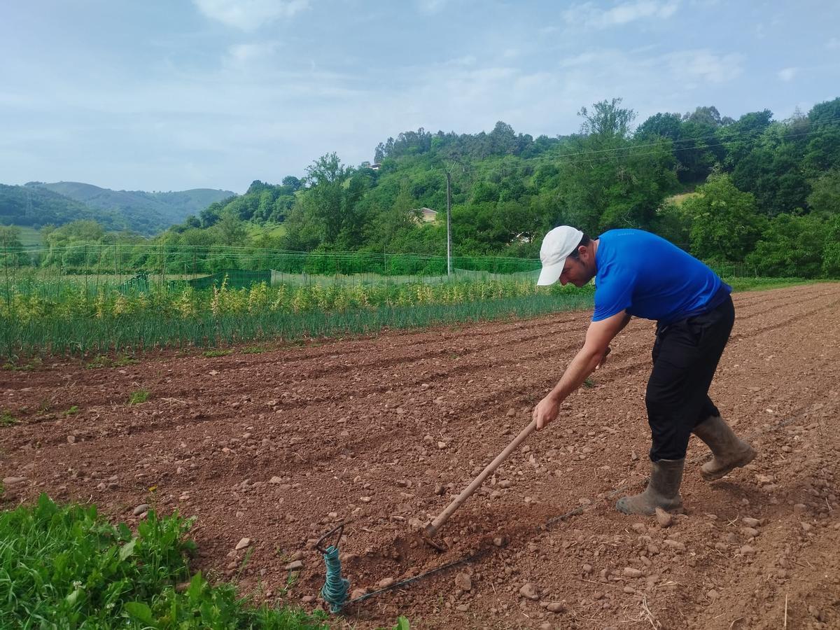 Roberto Suárez Martínez prepara la tierra en La Mata para la siembra.