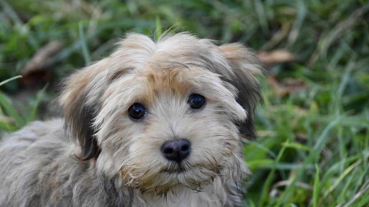 El Havanese o Bichón Habanero es una de las razas de perros pequeños perfectas para vivir en pisos