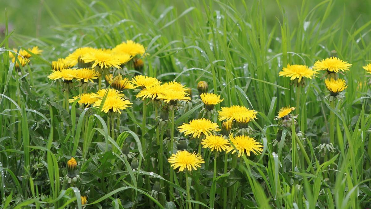 Plantas de diente de león en el campo