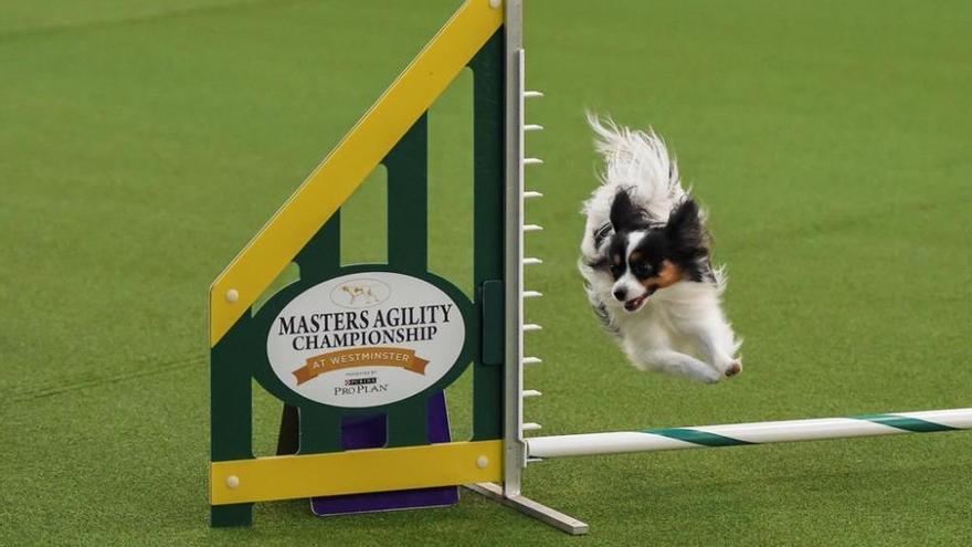 El Westminster Kennel Club, un dels shows de gossos de raça més importants del món