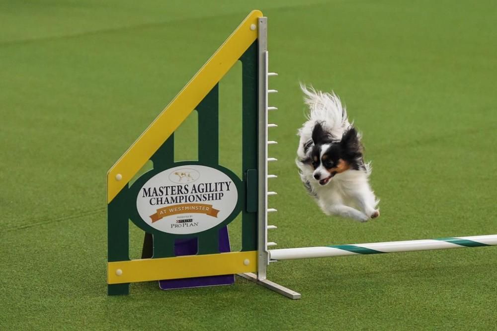 El Westminster Kennel Club, un dels shows de gossos de raça més importants del món